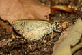 Malay Forest Bob Scobura phiditia