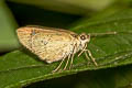Malay Forest Bob Scobura phiditia