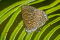 Malay Gem Poritia philota philota