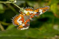 Malay Lacewing Cethosia hypsea hypsina