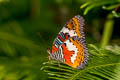 Malay Lacewing Cethosia hypsea hypsina