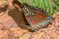 Malay Red Baron Euthalia malaccana malaccana