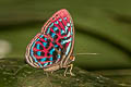 Malay Red Harlequin Paralaxita damajanti damajanti