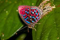 Malay Red Harlequin Paralaxita damajanti damajanti