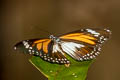 Malay Tiger Danaus affinis malayanus (Swamp Tiger, Mangrove Tiger)