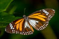 Malay Tiger Danaus affinis malayanus (Swamp Tiger, Mangrove Tiger)