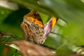 Malayan Oakleaf Kallima limborgii limborgii