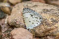 Malayan Megisba malaya sikkima