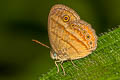 Malayan Bushbrown Mycalesis fusca fusca