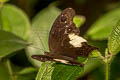 Malayan Owl Neorina lowii neophyta