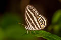 Malayan Ringlet Ragadia makuta siponta