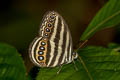 Malayan Ringlet Ragadia makuta siponta