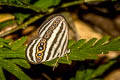 Malayan Ringlet Ragadia makuta siponta