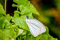 Malayan Wanderer Pareronia valeria lutescens