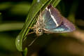 Malayan White-banded Awl Hasora malayana malayana