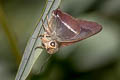 Malayan White-banded Awl Hasora malayana malayana