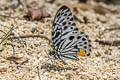 Malayan Zebra Graphium delessertii delessertii