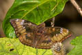 Mango Baron Euthalia aconthea garuda (Common Baron)