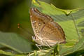 Mango Baron Euthalia aconthea garuda (Common Baron)