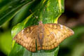 Mango Baron Euthalia aconthea garuda (Common Baron)