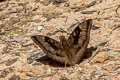 Mango Baron Euthalia aconthea garuda (Common Baron)