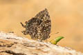 Many-tailed Oakblue Thaduka multicaudata multicaudata