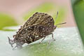 Many-tailed Oakblue Thaduka multicaudata multicaudata