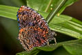 Marbled Palmfly Elymnias saola