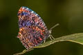 Marbled Palmfly Elymnias saola