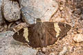 Marbled Flat Lobocla liliana liliana