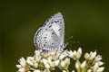 Margined Hedge Blue Celatoxia marginata