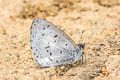 Margined Hedge Blue Celatoxia marginata