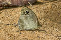 Mottled Argus Callerebia narasingha dohertyi