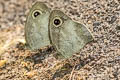 Mottled Argus Callerebia narasingha dohertyi