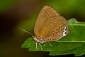 Mutal Oakblue Arhopala muta maranda