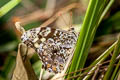 Myanmar Veined Labyrinth Neope pulahoides pulahoides