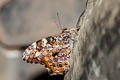 Myanmar Veined Labyrinth Neope pulahoides pulahoides