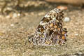 Myanmar Veined Labyrinth Neope pulahoides pulahoides