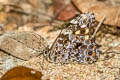 Myanmar Veined Labyrinth Neope pulahoides pulahoides