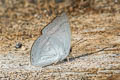 Narrow-banded Sunbeam Curetis insularis pseudoinsularis