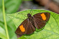 Narrow-banded Velvet Bob Koruthaialos rubecula rubecula (Changeable Velvet Bob)