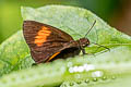 Narrow-banded Velvet Bob Koruthaialos rubecula rubecula (Changeable Velvet Bob)