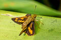 Narrow-branded Palm Dart Telicota ohara jix