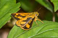 Narrow-branded Palm Dart Telicota ohara jix