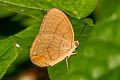 Narrow-striped Faun Faunis gracilis