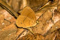 Narrow-striped Faun Faunis gracilis