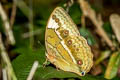 Northern Junglequeen Stichophthalma mathilda mathilda