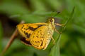 Oblique-branded Dart Potanthus rectifasciata (Branded Dart)