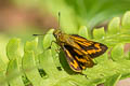 Oblique-branded Dart Potanthus rectifasciata (Branded Dart)