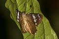 Olive Flat Chamunda chamunda (Crescent Spotted Flat)